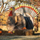 Thanksgiving Basket Weekend