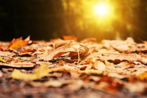 Read more about the article Daylight Savings Ends November 4th