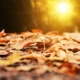 Daylight Savings Ends November 4th