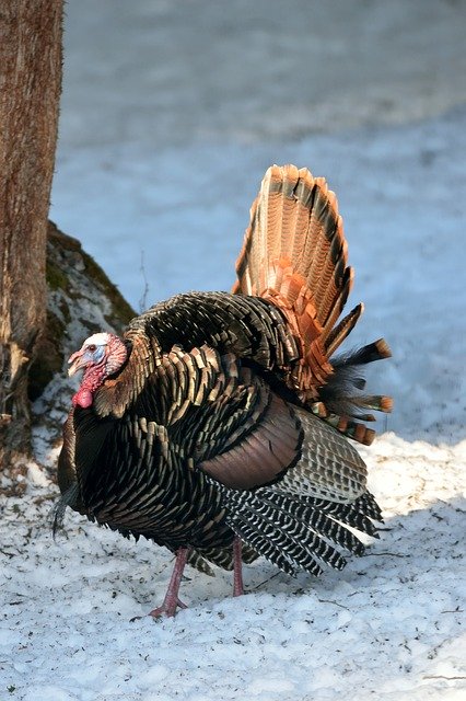 Read more about the article Turkeys Due On Sunday