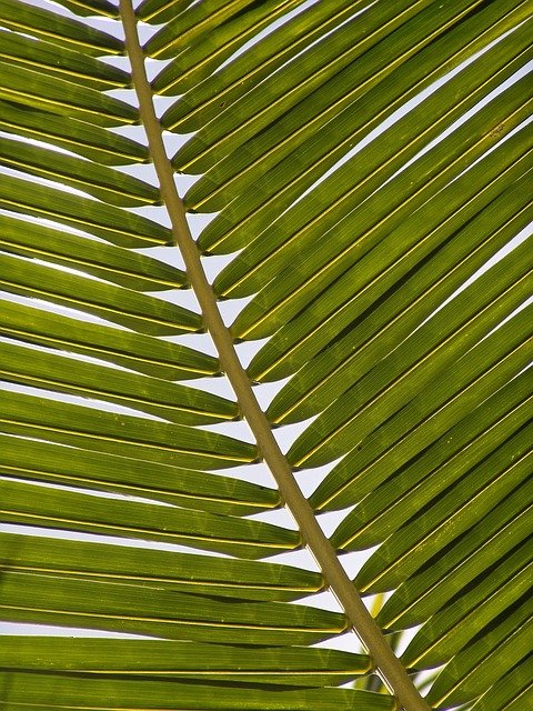 Read more about the article Sunday, April 2nd – Palm Sunday Sermon